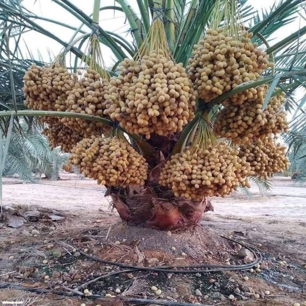 سوالفنه عراقيه التمرالبرحي