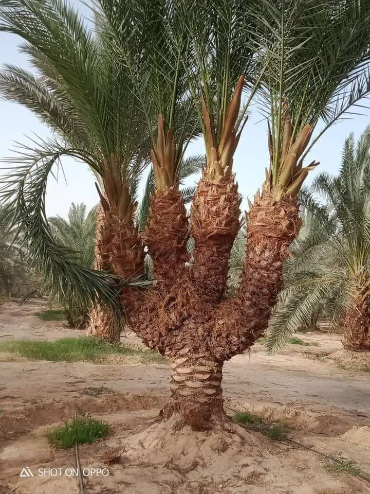 قناة المحبة للانتاج الفني اغنية احبك اداء الفنان رياض الغزالي